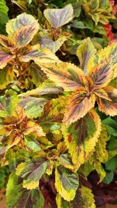 A variety of coleus with a very colorful design.