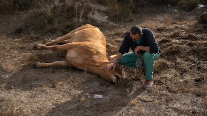 El ganadero Jesús Ledesma  junto a una de sus vacas muertas por EHE (enfermedad hemorrágica epizoótica).