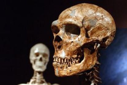Reconstrucción de un esqueleto de un neandertal junto a un humano moderno