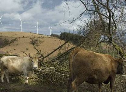 Parque eólico en la Serra do Xistral, en la provincia de Lugo.