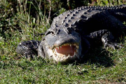 Foto de archivo de un caimán en el Parque Nacional de Everglades de Florida, EE UU.