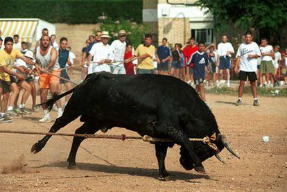 'Bou Capllaçat', se coloca una soga alrededor de la cabeza del toro y se desdobla en dos cabos, uno por cada cuerno. Los mozos se reparten en dos grupos y la fiesta consiste en estirar de la cuerda hacia lados opuestos.