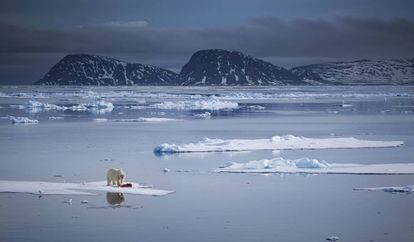 Un oso polar se pasea por una capa de hielo en las orillas del norte del Archipi&eacute;lago de Svalbard (Noruega).