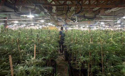 Plantación de marihuana desmantelada por la Guardia Civil el pasado agosto en Chipiona (Cádiz).