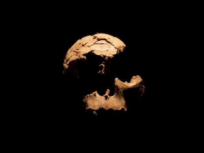 Un cráneo de un antecessor de hace 850.000 años hallado en el yacimiento de Atapuerca.