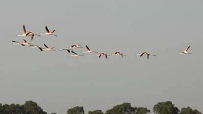 Bandada de flamencos, en el Parque Nacional de Doñana el pasado 5 de octubre.