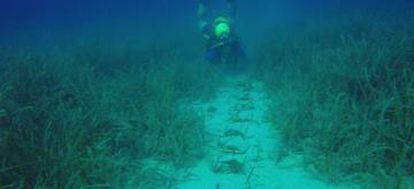 Plantación de Posidonia.