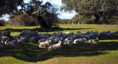 Ovejas en el Dehesón del Encinar (Toledo).