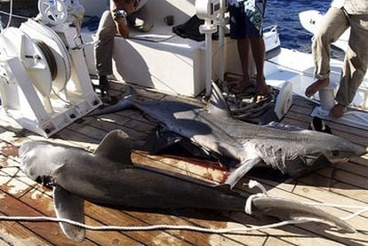 Dos tiburones que pudieron atacar a los cuatro turistas en la costa egipcia del mar Rojo en el complejo turístico de Sharm El-Sheij.