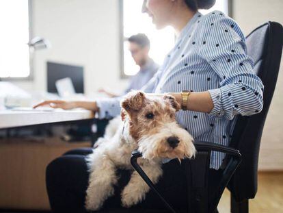 Una trabajadora en la oficina con su perro. Getty Images
