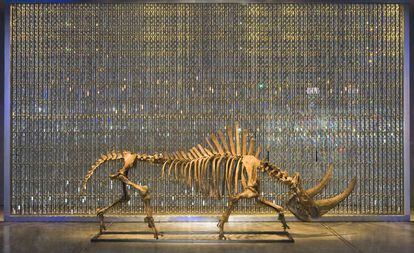 Fósil de rinoceronte del Pleistoceno frente a la cortina de Swarovski. 