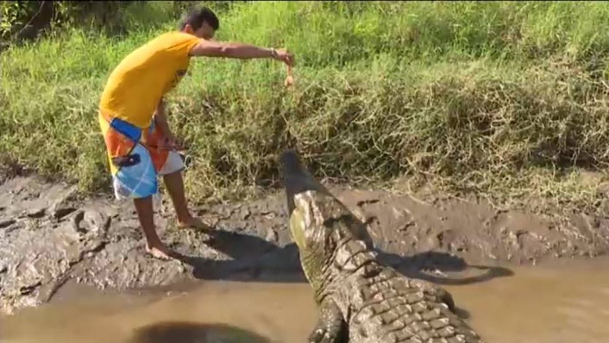 Un joven da de comer a cocodrilos para entretener a turistas en Costa Rica  | Vídeos | EL PAÍS