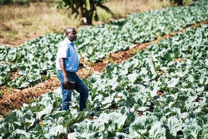 Oscar Tshikala, antiguo cultivador de tabaco y mentor de la Iniciativa para Nuevos Agricultores (EFI, por sus siglas en inglés), afirma que los agricultores se sintieron agraviados cuando les abandonaron.