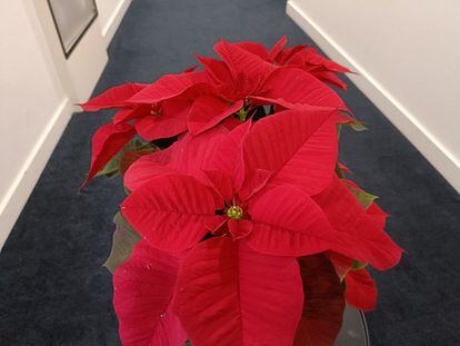 A poinsettia showing its small yellowish flowers in the corridor of some offices.