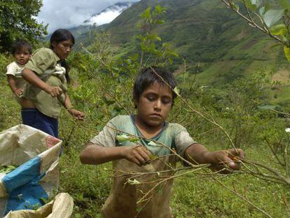 Una familia recoge hoja de coca en el valle peruano de Santa Rosa.