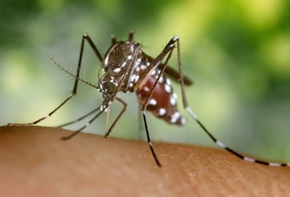 El mosquito tigre, transmisor la fiebre de chikungunya.