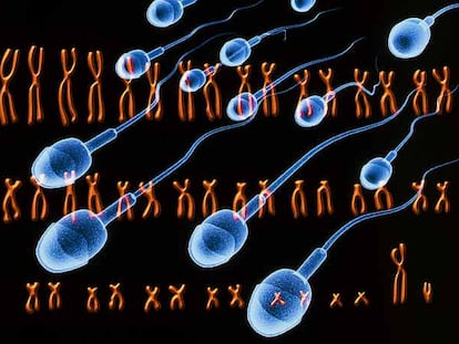 Fotomontaje de espermatozoides en movimiento sobre un cariotipo con los 46 cromosomas de un varón.