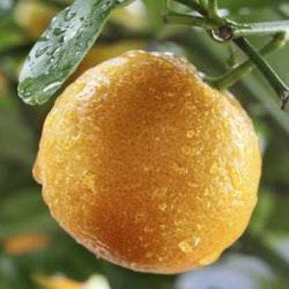 Cultivo de naranja
