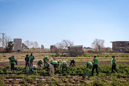 About fifteen volunteers, mostly women, collect spinach in a field in Gavà.  The farmer could not sell them because the market is saturated. 