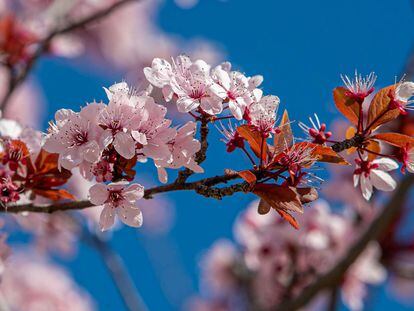 Un cerezo japonés florece en Zaragoza, este jueves.