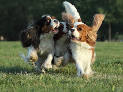 Tres cachorros de raza Cavalier King Charles spaniel, corriendo sobre la hierba.