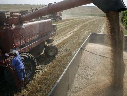 Una cosechadora de trigo llenando de grano un remolque en un campo de Ucrania.