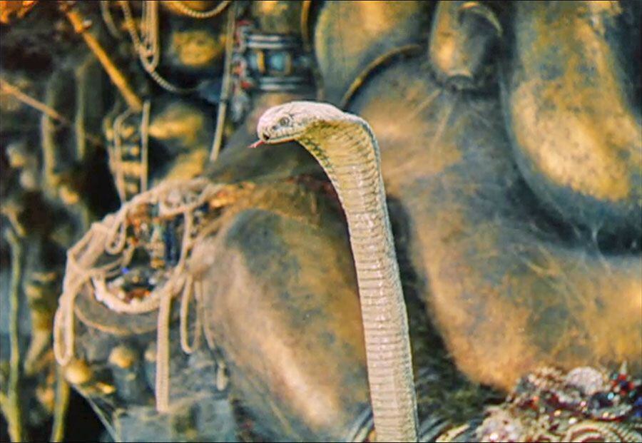 La serpiente más fascinante y triste del mundo es de Kipling: pasen y vean a la gran cobra blanca de las Moradas Frías