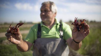 Un pescador de cangrejo rojo de Isla Mayor (Sevilla). 