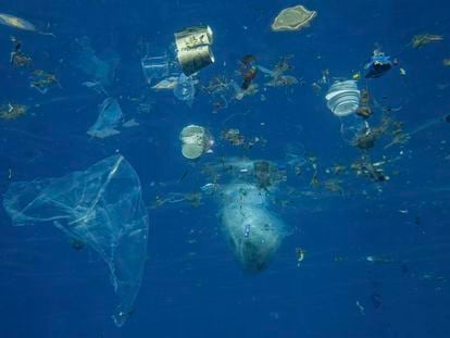 Plásticos y otros desechos en el Mar Rojo.