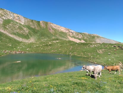 Vacas pastando en el valle de Castanesa. / PLATAFORMA EN DEFENSA DE LOS MONTES DE ARAGÓN