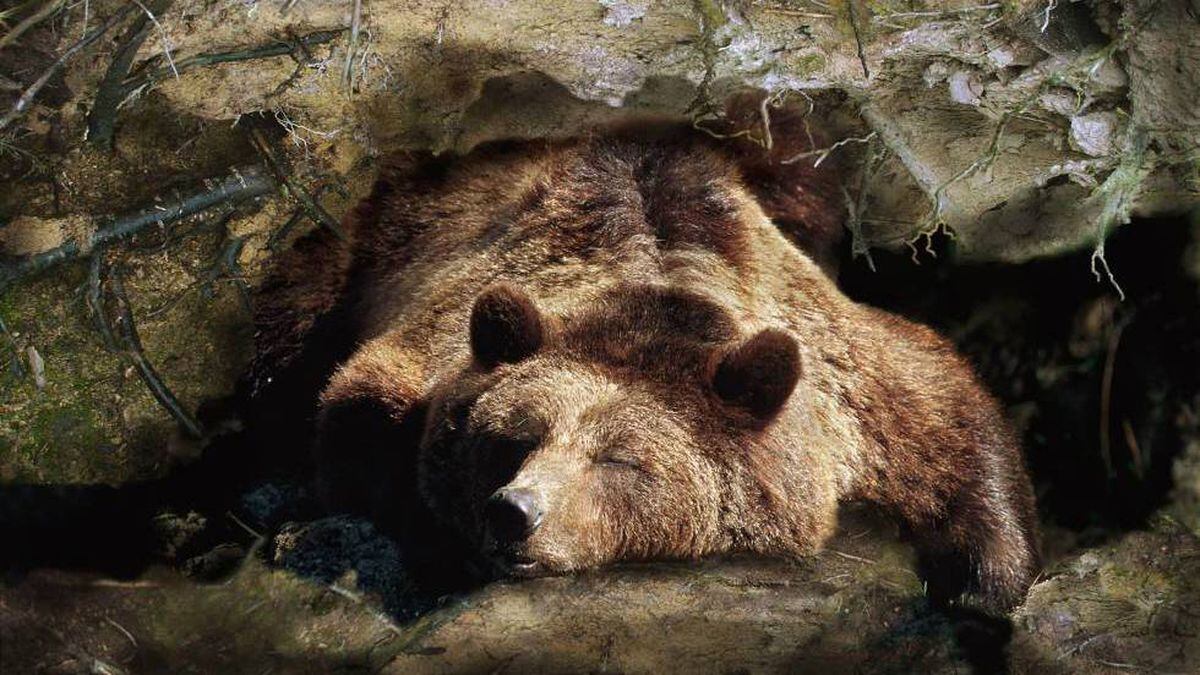 Cómo sobrevive el oso durante la hibernación? | Ciencia | EL PAÍS