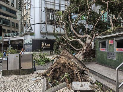 Un árbol caído sobre una calle tras el paso del tifón Hato en Macao (China).