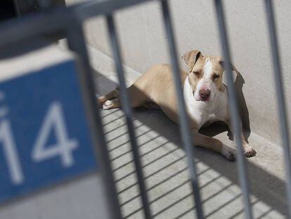 Un perro en un centro de protección animal.