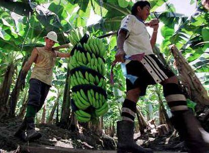 Un trabajador costarricense, en una plantación de bananas, una de las principales exportaciones del país.