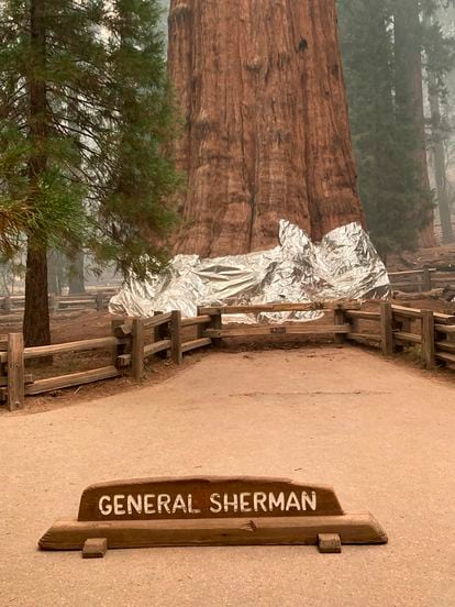 La base de la secuoya gigante General Sherman protegida contra el fuego, este viernes en California. 