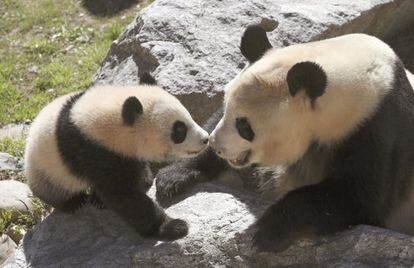 La cría de oso panda Chulina (i) junto a su madre Hua Zui Ba (d).
