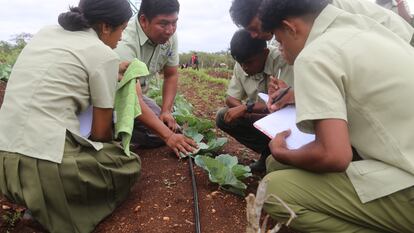 Estudiantes en una huerta en Belice.