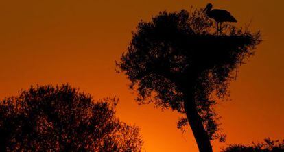 Una cig&uuml;e&ntilde;a, en un &aacute;rbol durante un atardecer en Do&ntilde;ana. 