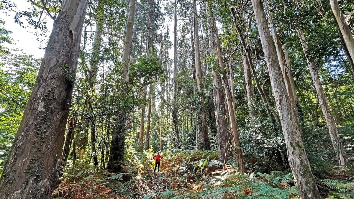 Lugo: Al encuentro de 'El Abuelo' en Chavín, el árbol más grande de España  | El Viajero | EL PAÍS