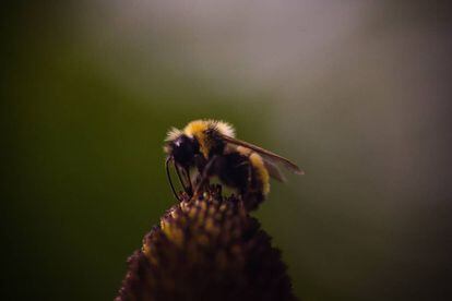 Una abeja posada sobre una flor