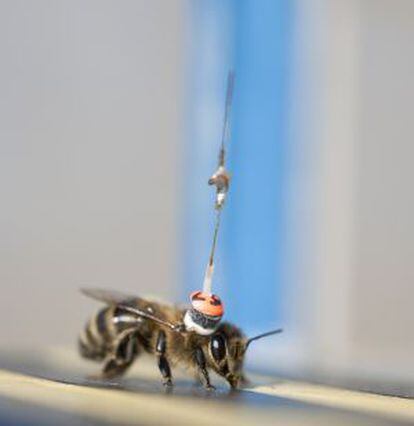 Antena que colocan a las abejas para estudiar su comportamiento en el instituto de investigación Rothamsted Research, en el Reino Unido.