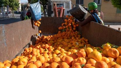 Sevilla/11-03-2021: Un grupo de operarios recoge las naranjas de los árboles por la barriada de La Macarena en Sevilla.
FOTO: PACO PUENTES/EL PAIS