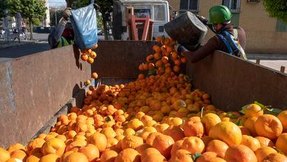 Sevilla/11-03-2021: Un grupo de operarios recoge las naranjas de los árboles por la barriada de La Macarena en Sevilla.
FOTO: PACO PUENTES/EL PAIS