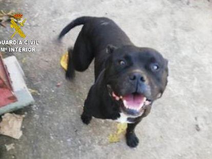 El perro de la raza pitbull que mató a una mujer en Macastre en febrero en una imagen proporcionada por la Guardia Civil.