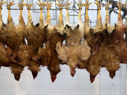 Pollos colgados en un matadero. Su comercialicaci&oacute;n fue vetada el 12 de abril.