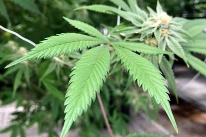 Una planta de marihuana, cultivada en Nuevo México (Estados Unidos).