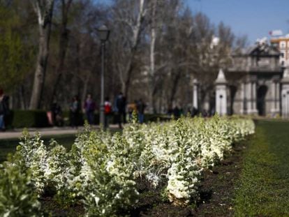 Plantas en floración en el parque del Retiro de Madrid, este sábado.