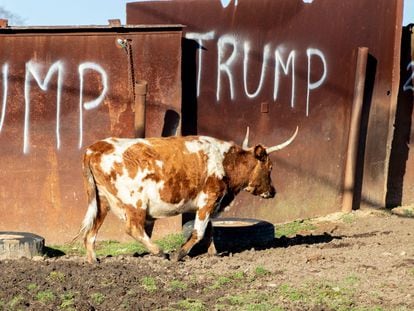 Una vaca en una granja con una pintada sobre Trump.