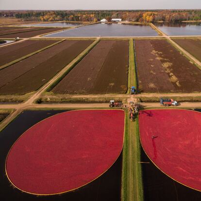 Un cultivo a gran escala de arándanos en Wisconsin (Estados Unidos).