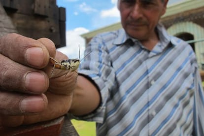 En este estado mexicano se han documentado cerca de 90 especies de insectos comestibles.